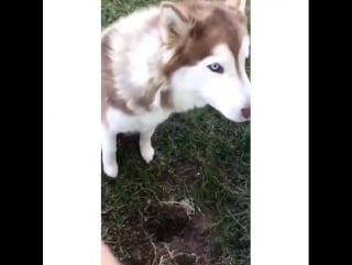 Миленький песик