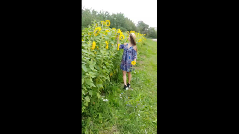 Съёмки в подсолнухах!