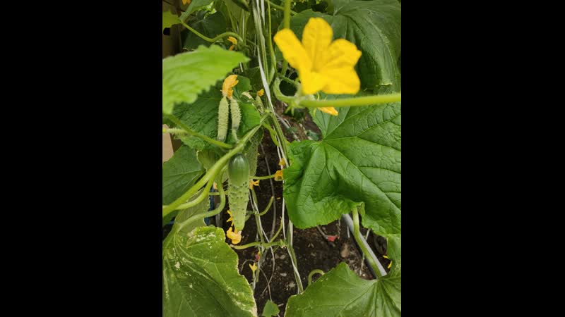 Огурцы агрофирмы «металлург»