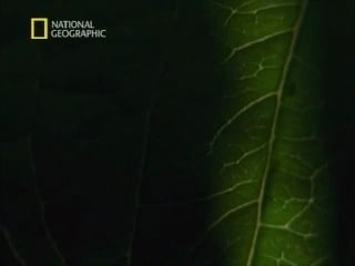 Первозданная природа эдем жизни/таиланд жемчужина востока/thailand jewel of the orient