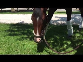 The gorgeous classic empire doing a little late afternoon graze