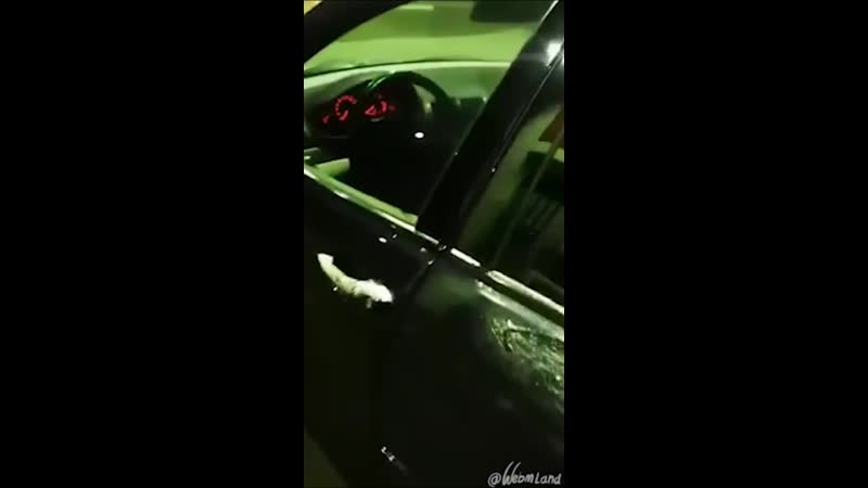 Кот автоугонщик