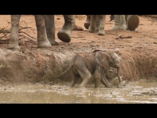 Touching video of elephants helping a calf out of a waterhole tjasjacha i odno dtp