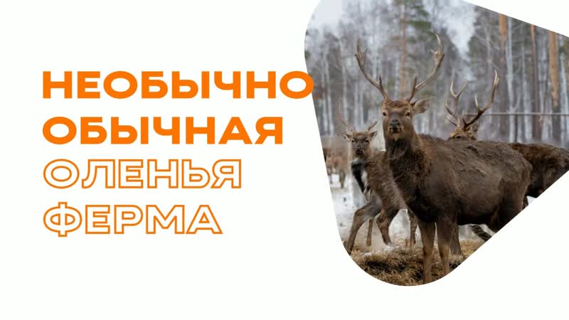 Необычно обычный урал оленья ферма