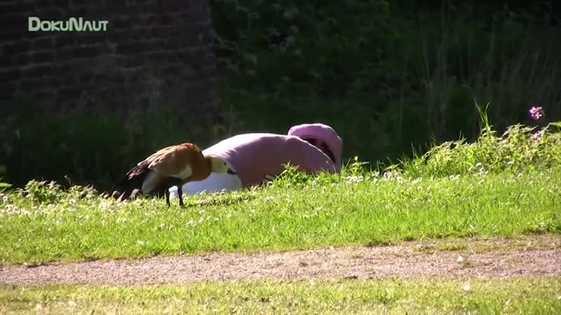 Хрупкая девушка молодые двух гусей без регистрации и смс, естественно