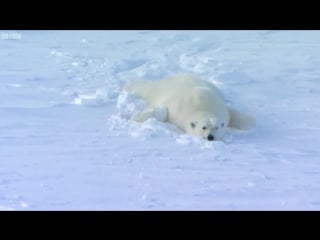 Polar bear rescues our blizzard spy camera polar bear spy on the ice bbc earth