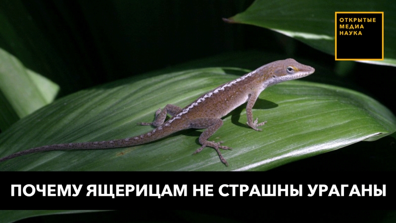 Почему ящерицам не страшны ураганы