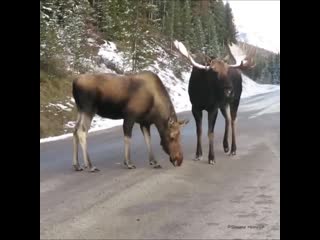 Парочка твикс gfhjxrf ndbrc