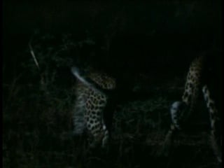 Bbc wildlife specials 4of4 leopard