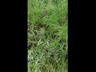 Vid 20200613 104756 mp4