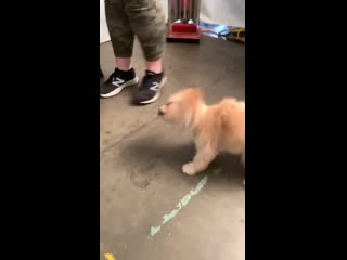 Инстасторис камилы