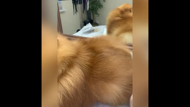 Комплексный груминг шпица