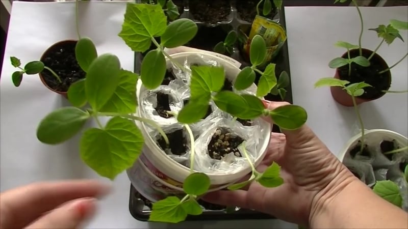 Сажаем огурцы на балконе часть 4