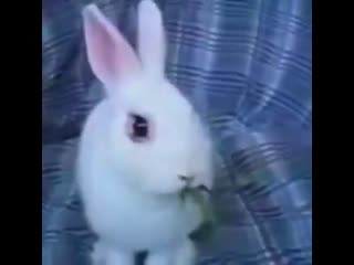 Фокус с кроликом