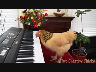 Chicken plays operatic aria on piano keyboard