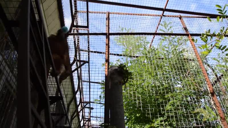Орангутан дана решила прибраться в вольере ))