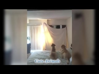 What the fluff challenge