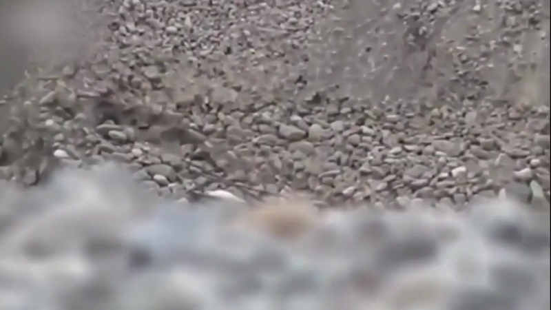 Кошка вытащила щенка из ямы материнский инстинкт © видеожесть