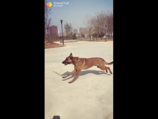 Братья наши меньшие