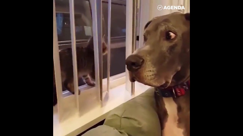 Вежливый пёс