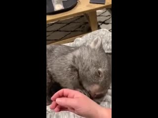 Вомбат не хочет отпускать руку своего человека (vhs video)