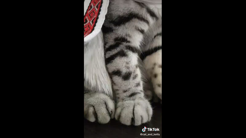 Кот шумит