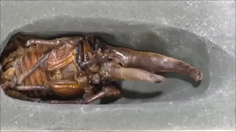 Непонятная личинка