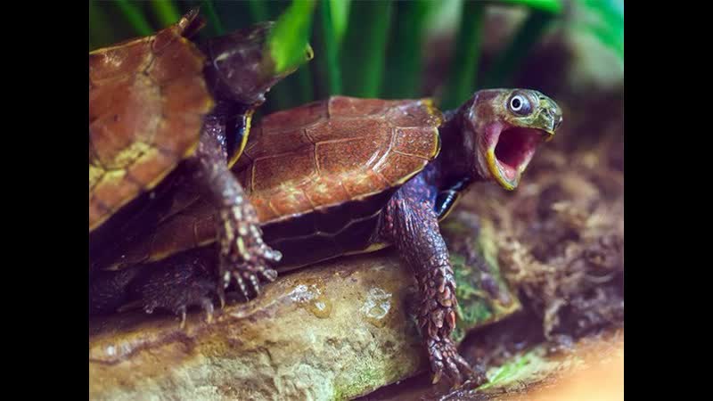 Секс у черепах •⊰✨🌺✨⊱• природа •⊰✨🌺✨⊱•