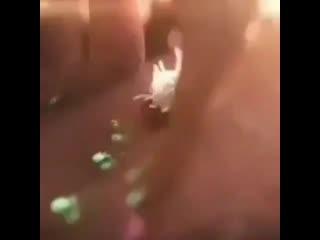 Макрофаг гонится за e coli