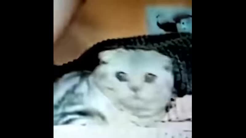 Бедная кися