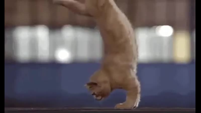 Замедленное падение кота с высоты