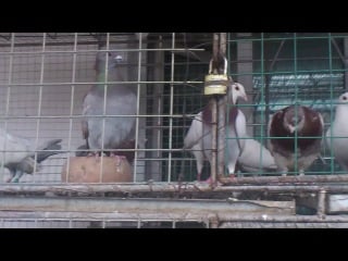 Голуби г урумчи, китай pigeons urumqi china