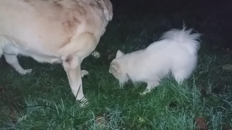 Крош и роксана