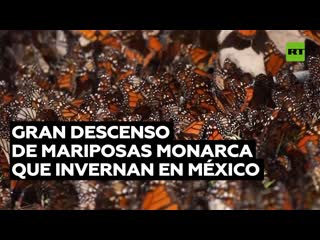 Disminuye drásticamente el número de mariposas monarca que invernan en méxico