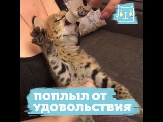 Котенька пьет