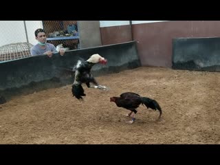 Video 25630221 110527 mp4