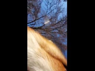 Ripsave dixiedo fox runs away with my phone tries to bury it play mp4