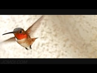 Slow motion hummingbirds 9 cool moves casio ex f1 upscaled to 720p