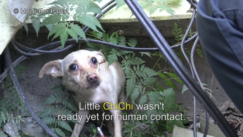 Saving porn video – Saving a homeless chihuahua who was not ready yet for human contact