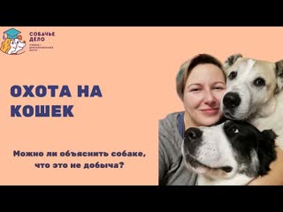 Молодые гоняет кота или что делать с охотничьим инстинктом секс