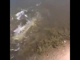 He взяла! he dpzkf!