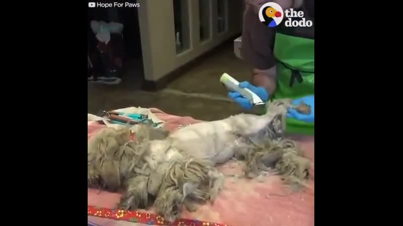 Stray dоggо gеts his first hairсut