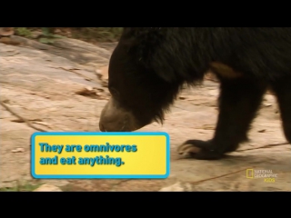 Sloth bear 🐻 amazing porn