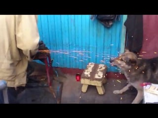 Моя любимая собачка любит искры