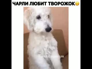 Творожок