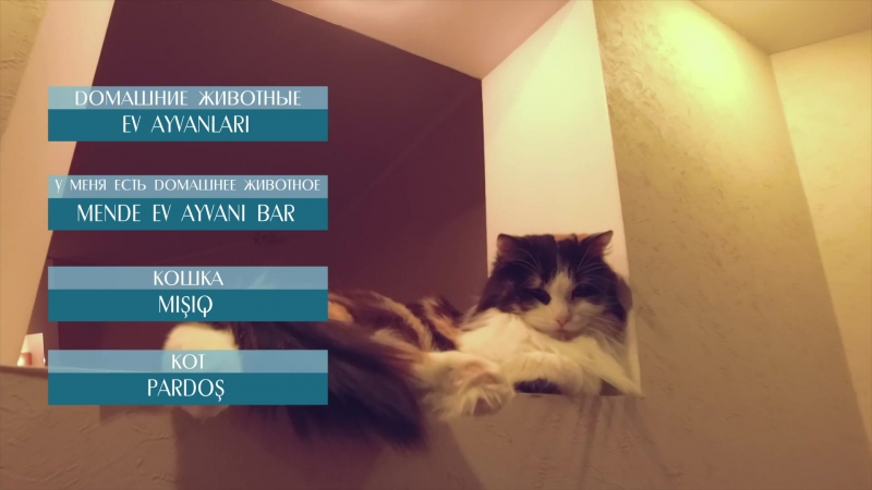 Видеоурок крымскотатарского языка «elifbe» домашние молодые