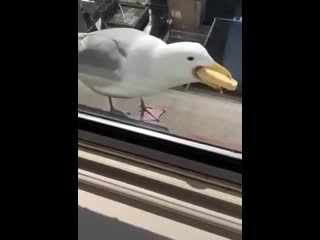 Голодные чайки