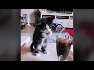 [dailypicksandflicks] kitten tries to drink soda with straw