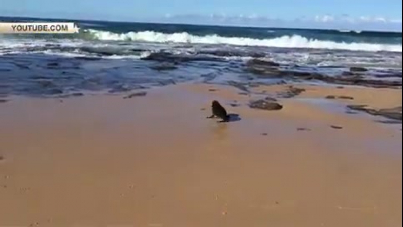 Серферы спасли детеныша тюленя из рыболовной сети