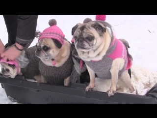 Cutest pugs snow sledding party